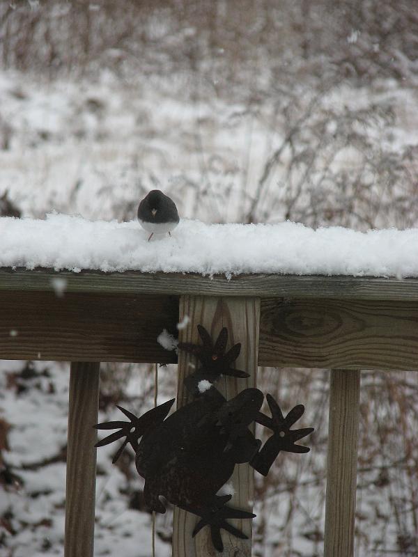 2008-12-07_First_Snow 062.jpg